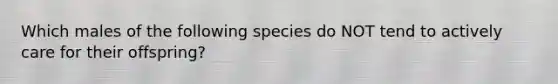 Which males of the following species do NOT tend to actively care for their offspring?