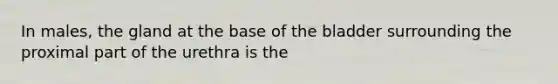 In​ males, the gland at the base of the bladder surrounding the proximal part of the urethra is the