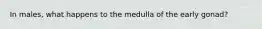 In males, what happens to the medulla of the early gonad?