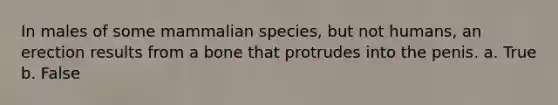 In males of some mammalian species, but not humans, an erection results from a bone that protrudes into the penis. a. True b. False