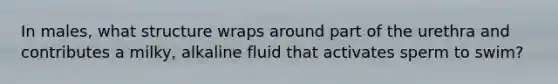 In males, what structure wraps around part of the urethra and contributes a milky, alkaline fluid that activates sperm to swim?