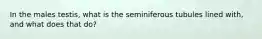 In the males testis, what is the seminiferous tubules lined with, and what does that do?