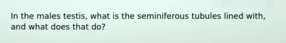 In the males testis, what is the seminiferous tubules lined with, and what does that do?