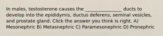 In males, testosterone causes the ________________ ducts to develop into the epididymis, ductus deferens, seminal vesicles, and prostate gland. Click the answer you think is right. A) Mesonephric B) Metasnephric C) Paramesonephric D) Pronephric