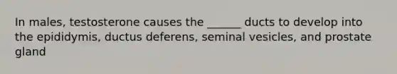 In males, testosterone causes the ______ ducts to develop into the epididymis, ductus deferens, seminal vesicles, and prostate gland