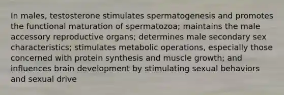 In males, testosterone stimulates spermatogenesis and promotes the functional maturation of spermatozoa; maintains the male accessory reproductive organs; determines male secondary sex characteristics; stimulates metabolic operations, especially those concerned with protein synthesis and muscle growth; and influences brain development by stimulating sexual behaviors and sexual drive