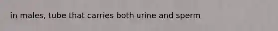 in males, tube that carries both urine and sperm