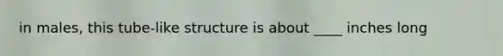 in males, this tube-like structure is about ____ inches long