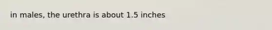 in males, the urethra is about 1.5 inches