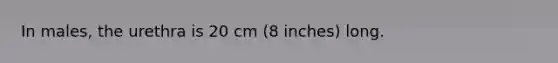 ​In males, the urethra is 20 cm (8 inches) long.