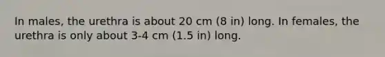 In males, the urethra is about 20 cm (8 in) long. In females, the urethra is only about 3-4 cm (1.5 in) long.