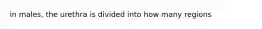 in males, the urethra is divided into how many regions