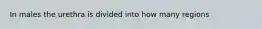 In males the urethra is divided into how many regions