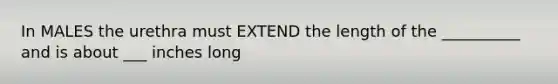 In MALES the urethra must EXTEND the length of the __________ and is about ___ inches long