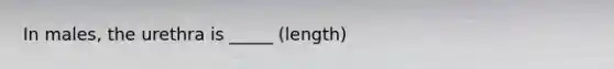 In males, the urethra is _____ (length)