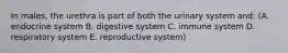 In males, the urethra is part of both the urinary system and: (A. endocrine system B. digestive system C. immune system D. respiratory system E. reproductive system)