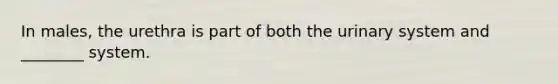 In males, the urethra is part of both the urinary system and ________ system.