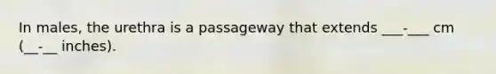 In males, the urethra is a passageway that extends ___-___ cm (__-__ inches).