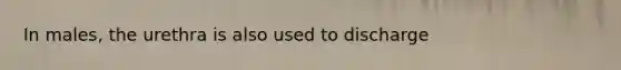 In males, the urethra is also used to discharge