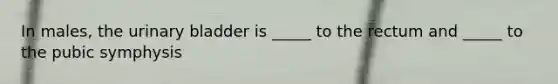 In males, the urinary bladder is _____ to the rectum and _____ to the pubic symphysis