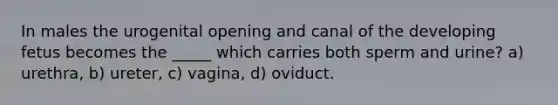 In males the urogenital opening and canal of the developing fetus becomes the _____ which carries both sperm and urine? a) urethra, b) ureter, c) vagina, d) oviduct.