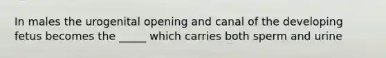 In males the urogenital opening and canal of the developing fetus becomes the _____ which carries both sperm and urine