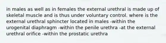 in males as well as in females the external urethral is made up of skeletal muscle and is thus under voluntary control. where is the external urethral sphincter located in males -within the urogenital diaphragm -within the penile urethra -at the external urethral orifice -within the prostatic urethra