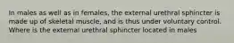 In males as well as in females, the external urethral sphincter is made up of skeletal muscle, and is thus under voluntary control. Where is the external urethral sphincter located in males