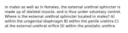 In males as well as in females, the external urethral sphincter is made up of skeletal muscle, and is thus under voluntary control. Where is the external urethral sphincter located in males? A) within the urogenital diaphragm B) within the penile urethra C) at the external urethral orifice D) within the prostatic urethra