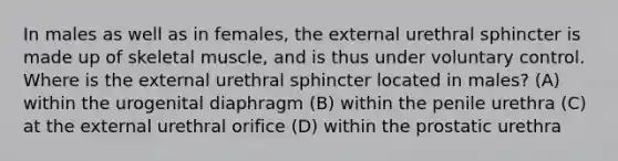 In males as well as in females, the external urethral sphincter is made up of skeletal muscle, and is thus under voluntary control. Where is the external urethral sphincter located in males? (A) within the urogenital diaphragm (B) within the penile urethra (C) at the external urethral orifice (D) within the prostatic urethra