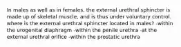 In males as well as in females, the external urethral sphincter is made up of skeletal muscle, and is thus under voluntary control. where is the external urethral sphincter located in males? -within the urogenital diaphragm -within the penile urethra -at the external urethral orifice -within the prostatic urethra