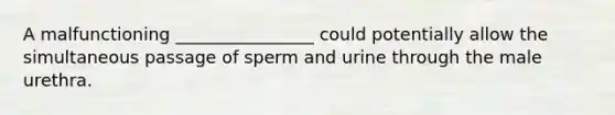 A malfunctioning ________________ could potentially allow the simultaneous passage of sperm and urine through the male urethra.