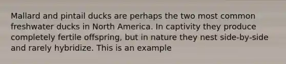 Mallard and pintail ducks are perhaps the two most common freshwater ducks in North America. In captivity they produce completely fertile offspring, but in nature they nest side-by-side and rarely hybridize. This is an example