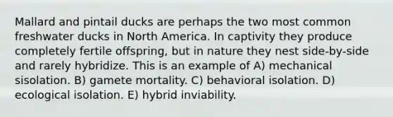 Mallard and pintail ducks are perhaps the two most common freshwater ducks in North America. In captivity they produce completely fertile offspring, but in nature they nest side-by-side and rarely hybridize. This is an example of A) mechanical sisolation. B) gamete mortality. C) behavioral isolation. D) ecological isolation. E) hybrid inviability.