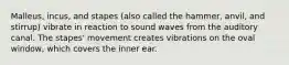 Malleus, incus, and stapes (also called the hammer, anvil, and stirrup) vibrate in reaction to sound waves from the auditory canal. The stapes' movement creates vibrations on the oval window, which covers the inner ear.