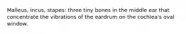 Malleus, incus, stapes: three tiny bones in the middle ear that concentrate the vibrations of the eardrum on the cochlea's oval window.