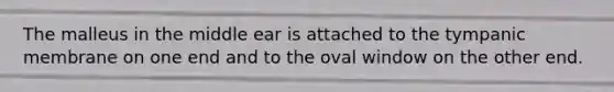The malleus in the middle ear is attached to the tympanic membrane on one end and to the oval window on the other end.