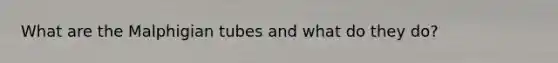 What are the Malphigian tubes and what do they do?