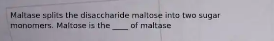 Maltase splits the disaccharide maltose into two sugar monomers. Maltose is the ____ of maltase