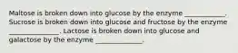 Maltose is broken down into glucose by the enzyme ____________. Sucrose is broken down into glucose and fructose by the enzyme _______________. Lactose is broken down into glucose and galactose by the enzyme ______________.