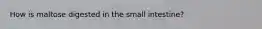 How is maltose digested in the small intestine?