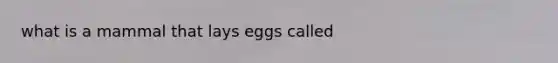 what is a mammal that lays eggs called