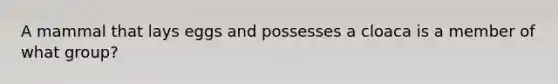 A mammal that lays eggs and possesses a cloaca is a member of what group?