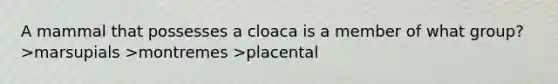 A mammal that possesses a cloaca is a member of what group? >marsupials >montremes >placental