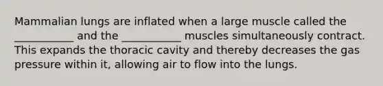 Mammalian lungs are inflated when a large muscle called the ___________ and the ___________ muscles simultaneously contract. This expands the thoracic cavity and thereby decreases the gas pressure within it, allowing air to flow into the lungs.