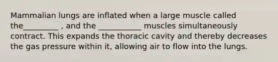 Mammalian lungs are inflated when a large muscle called the_________ , and the ___________ muscles simultaneously contract. This expands the thoracic cavity and thereby decreases the gas pressure within it, allowing air to flow into the lungs.