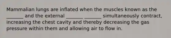 Mammalian lungs are inflated when the muscles known as the _______ and the external _______ _______ simultaneously contract, increasing the chest cavity and thereby decreasing the gas pressure within them and allowing air to flow in.