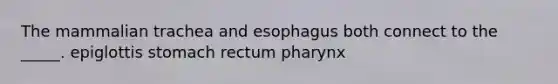 The mammalian trachea and esophagus both connect to the _____. epiglottis stomach rectum pharynx