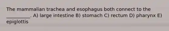 The mammalian trachea and esophagus both connect to the __________. A) large intestine B) stomach C) rectum D) pharynx E) epiglottis