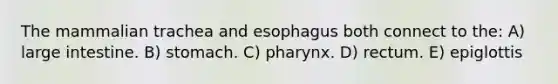 The mammalian trachea and esophagus both connect to the: A) large intestine. B) stomach. C) pharynx. D) rectum. E) epiglottis